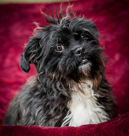 Foster Lady Elaine-8598