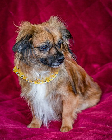 Foster Petunia-9338