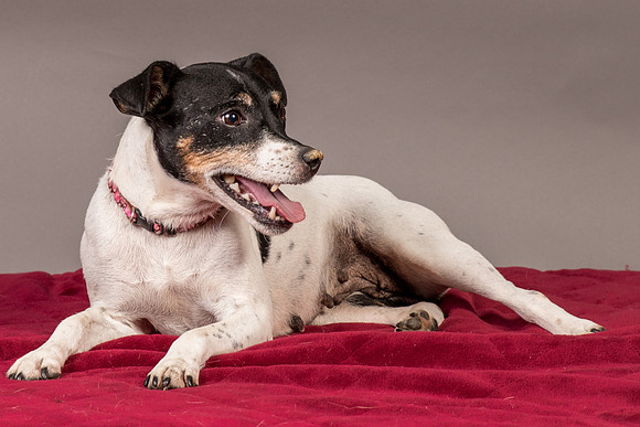 Foster Pollyanna-3846