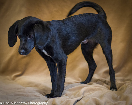 Foster Capri-0594