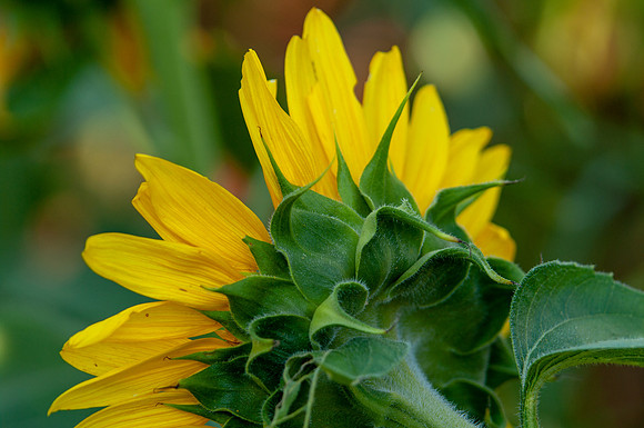 sunflowers-1839