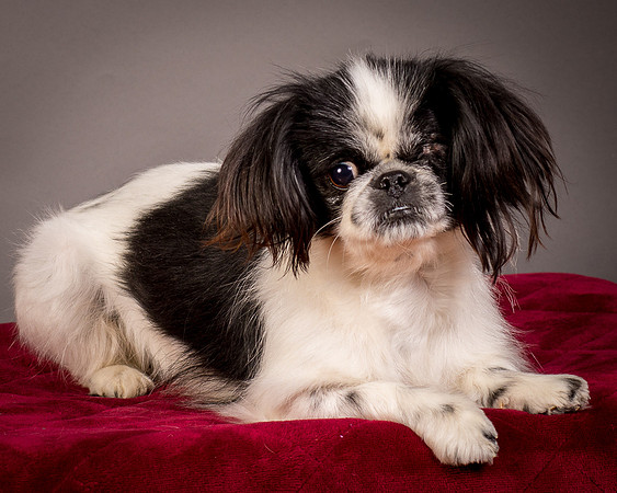 Foster Gypsy Rose-7810