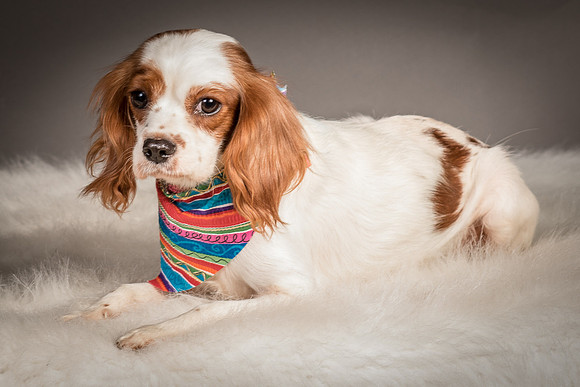 Foster josephina-4067