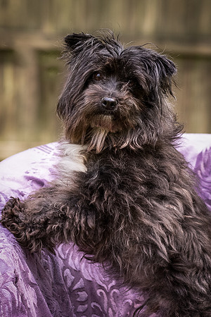 Foster Sammy-8273