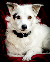 Foster Formiga-9508