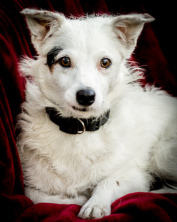 Foster Formiga-9508