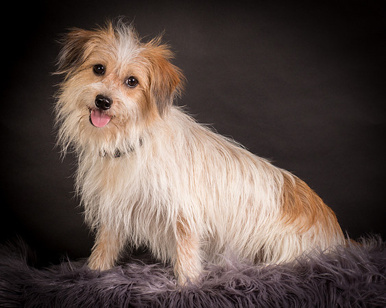 Foster Tiny-1253