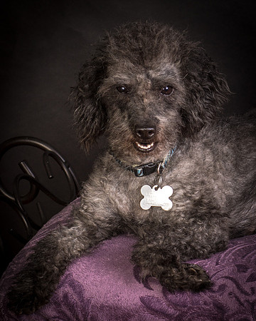 Foster Mokey-1501
