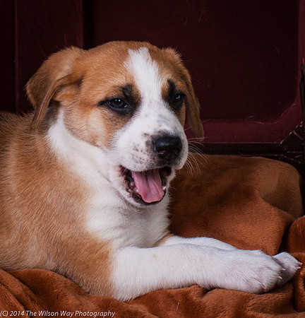 Oshie-9414