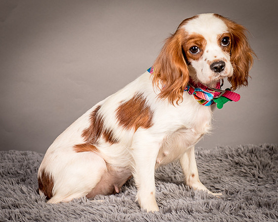 Foster josephina-3743