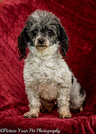 Foster Punky Brewster-3139