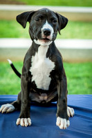 Foster Lola-9889