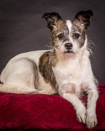 Foster Sinclair-9736