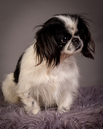 Foster Gypsy Rose-7861