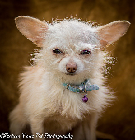 Foster Haiku-3500
