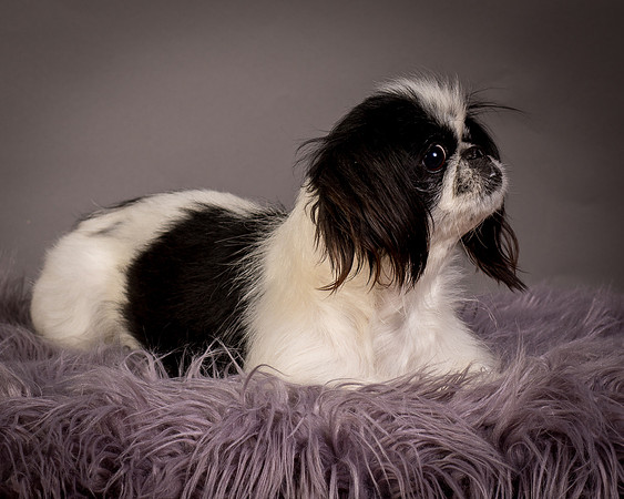 Foster Gypsy Rose-7869
