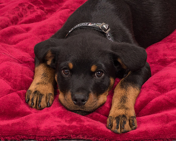 Foster Titus-7625