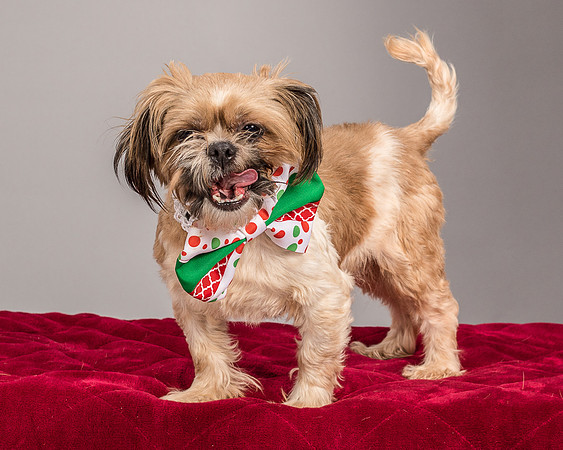 Foster Toffee-4603