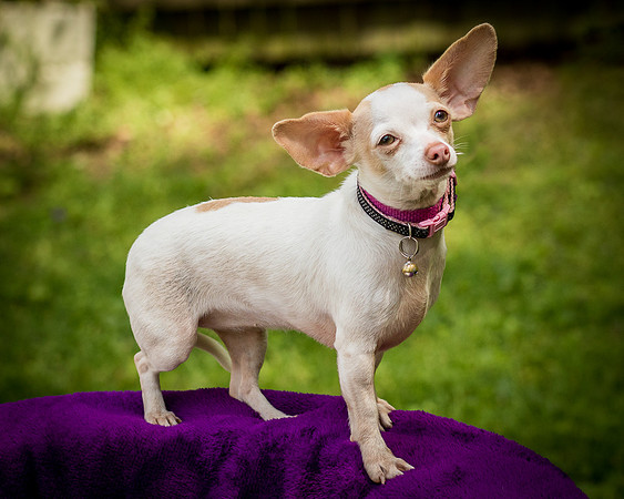 Foster Mrs C-8137