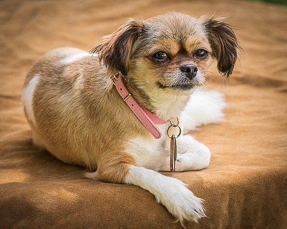 Foster Missy-0488