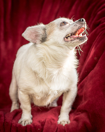 Foster Petey-9398