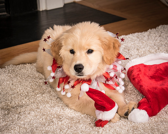 Wilson Family Holiday 2014-9877
