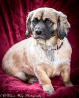 Foster Trudy-53
