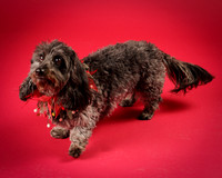 Frankie-8059
