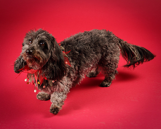 Frankie-8059