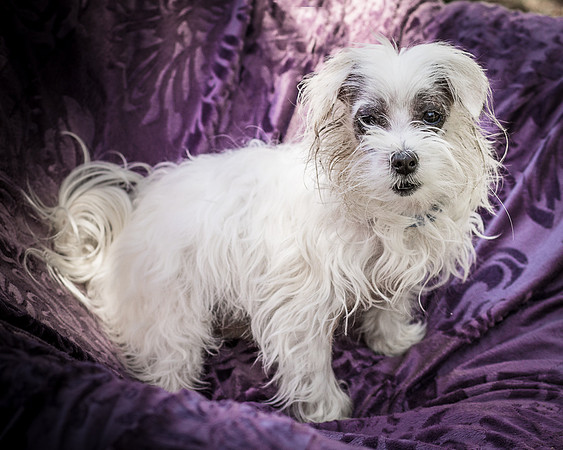 Foster Zuzu-6330
