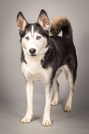Bella-2455