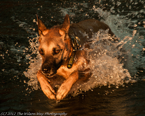 Roxy dashing through the water-0941