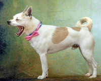 Pen-12 Tin Tin-9562