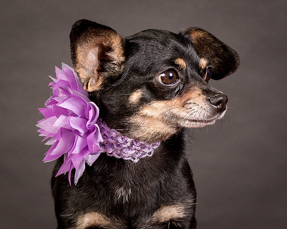 Foster Pansy-9294
