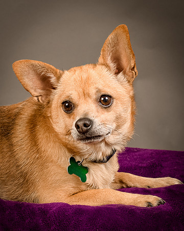 Foster Dobby-8201
