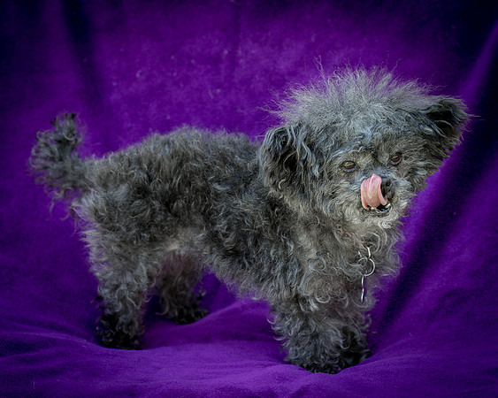 Foster Vivienne-9287
