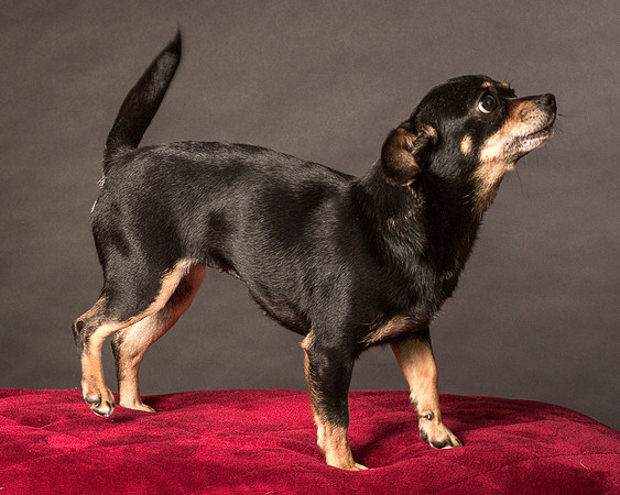 Foster Pansy-9503