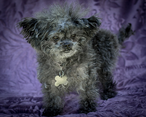 Foster Vivienne-9305