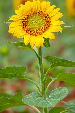 sunflowers-8762