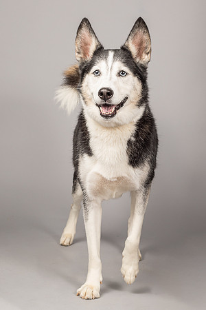 Bella-2466