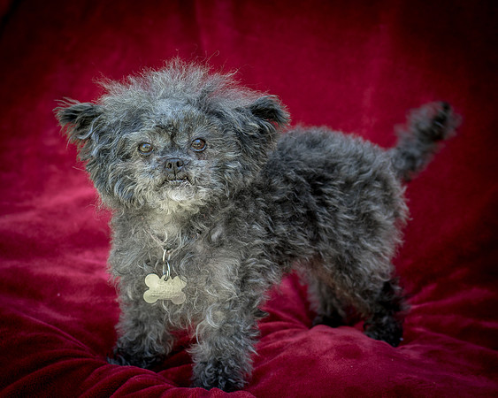Foster Vivienne-9252