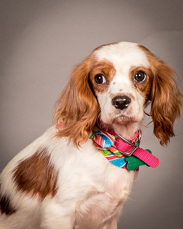 Foster josephina-3955