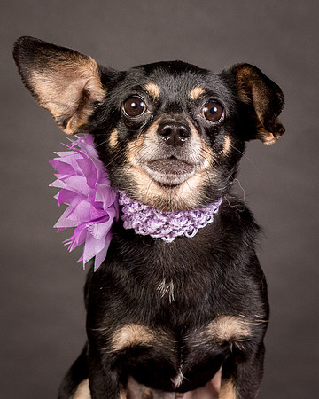 Foster Pansy-9297