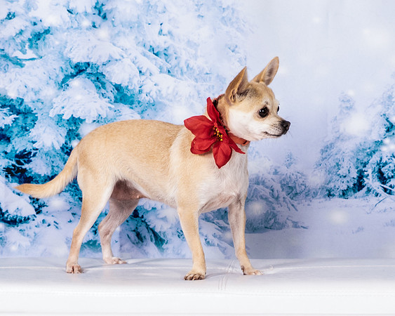 Foster Josefina-4614