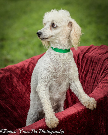 Foster Betty White-3058