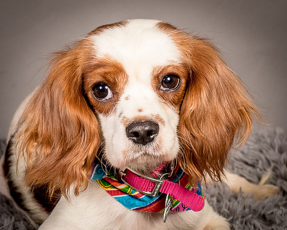 Foster josephina-3734