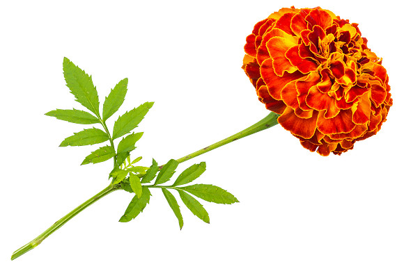 Flower_4