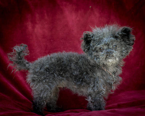 Foster Vivienne-9163