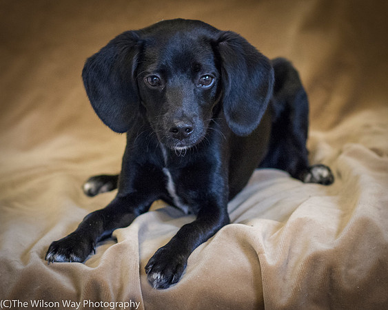 Foster Capri-0615