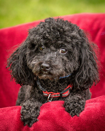Foster Mindy-7502